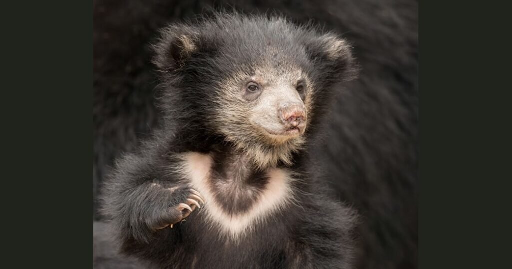 Sloth Bear IQ level