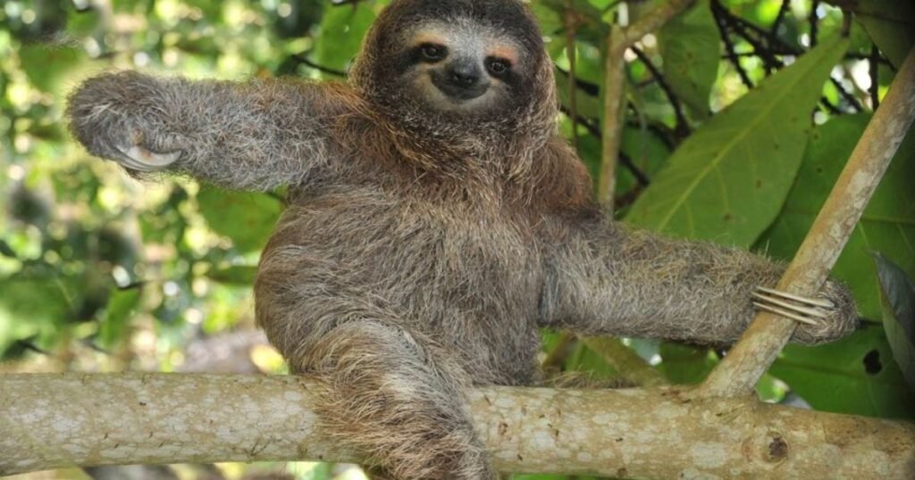 Sloth animals that sleep the most