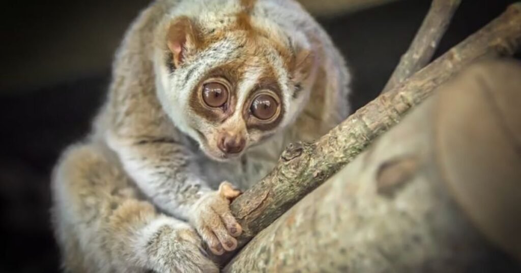 Slow Loris Animals with Big Eyes