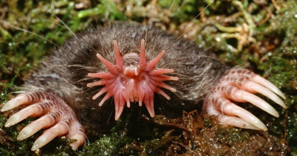 Star-Nosed Mole animals with snouts