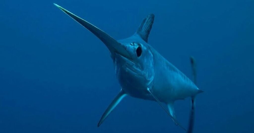 Swordfish big eyed animals