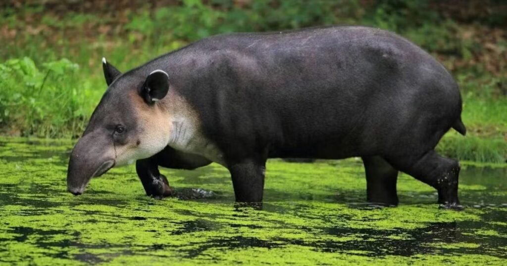 Tapirs Animals That Look Like Capybara