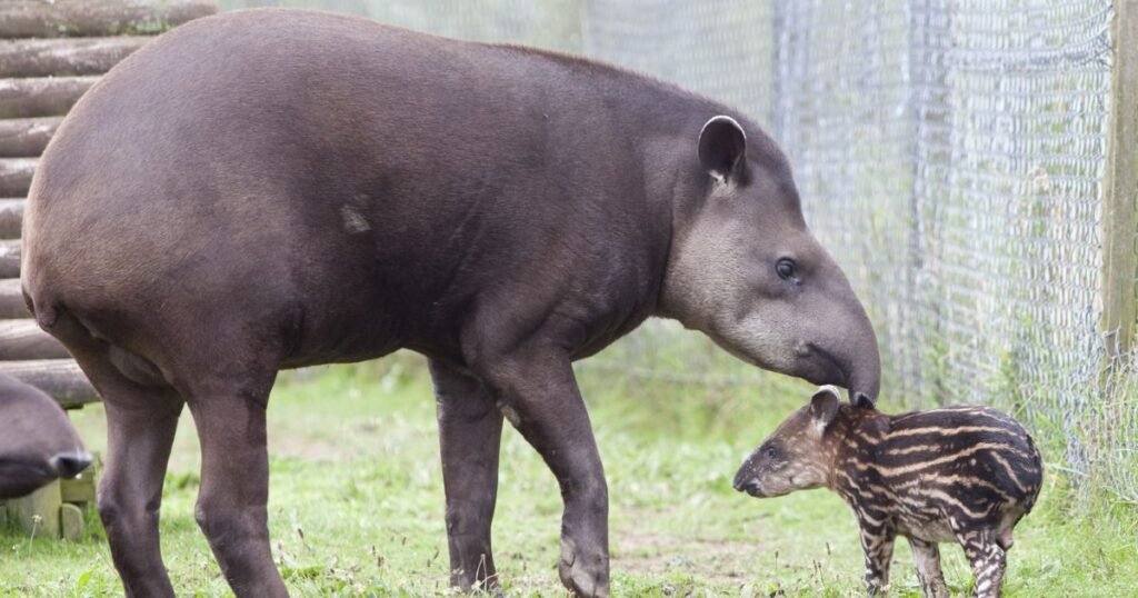 Tapirs big nose creature