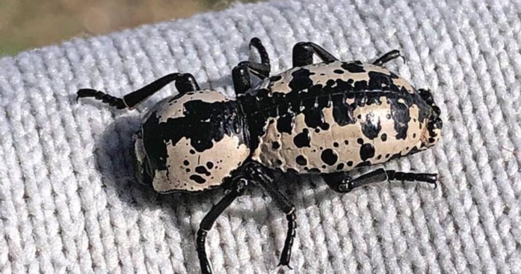 Texas Ironclad Beetle sea animals with shells