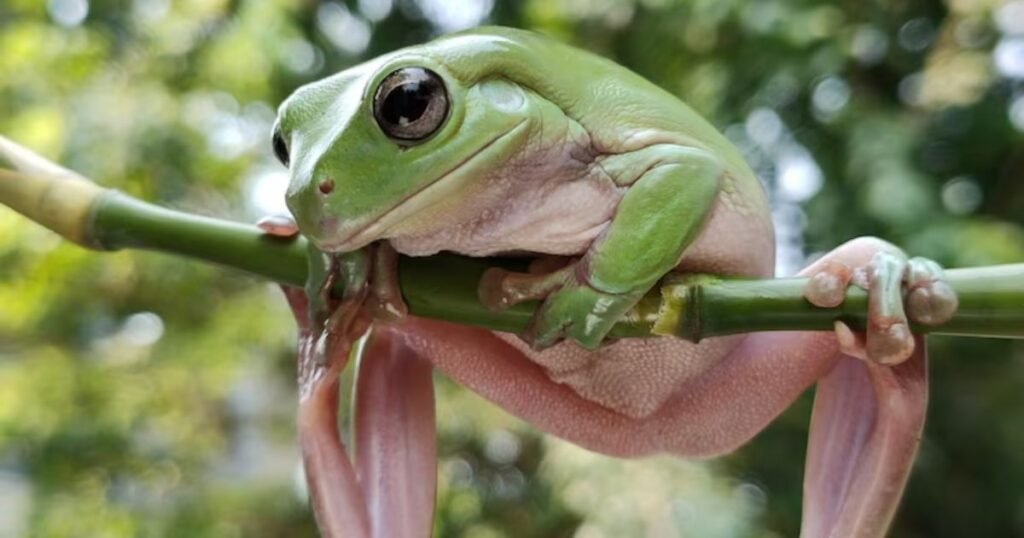 Tree Frog primate with big eyes