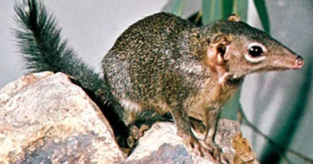 Tree shrew animal that sleeps the most