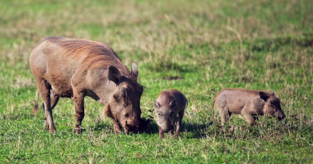 Warthogs Animals That Look Like Capybara