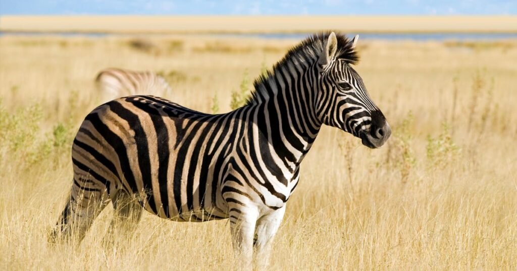 Zebra Anxious Animals