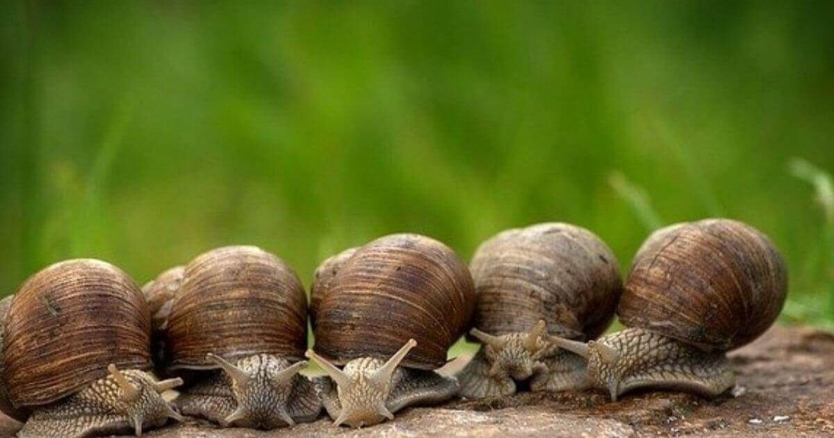 Animals With No Legs
