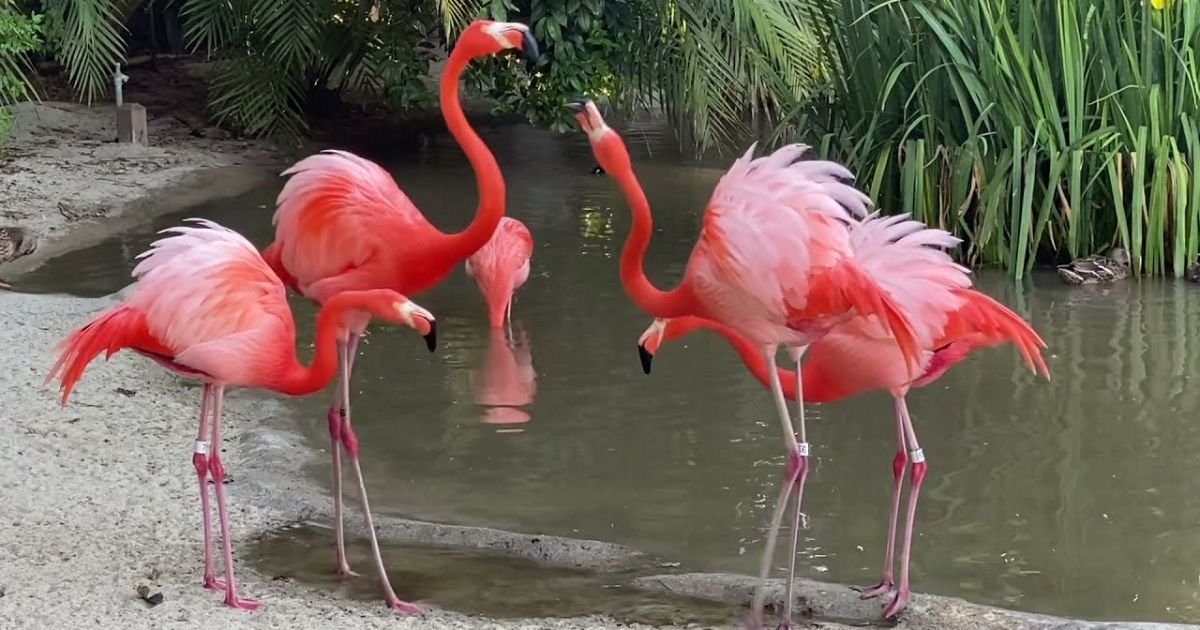 Are Flamingos Smart