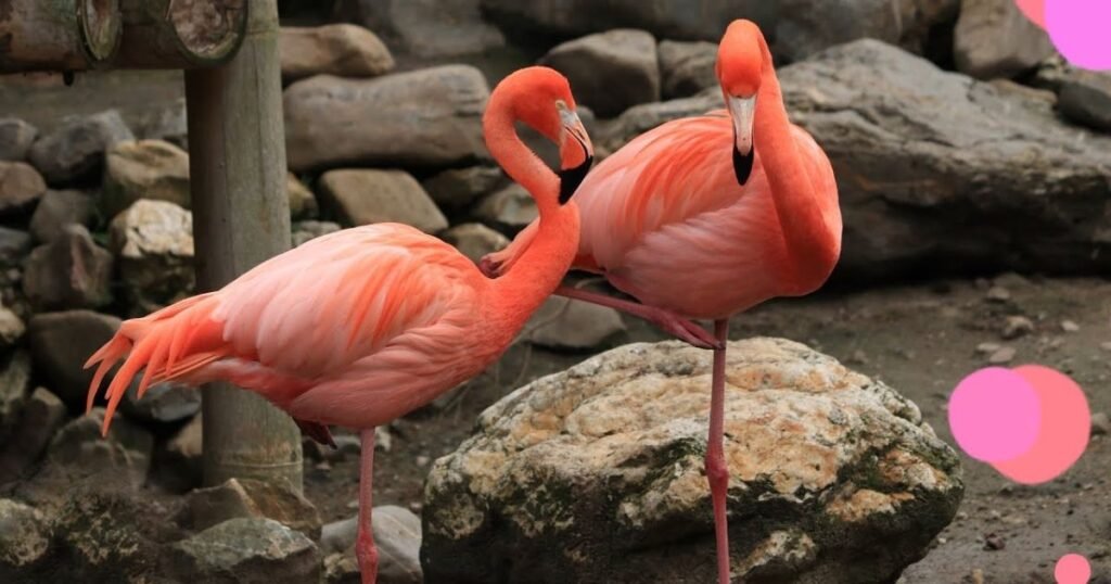 Are Flamingos Smarter