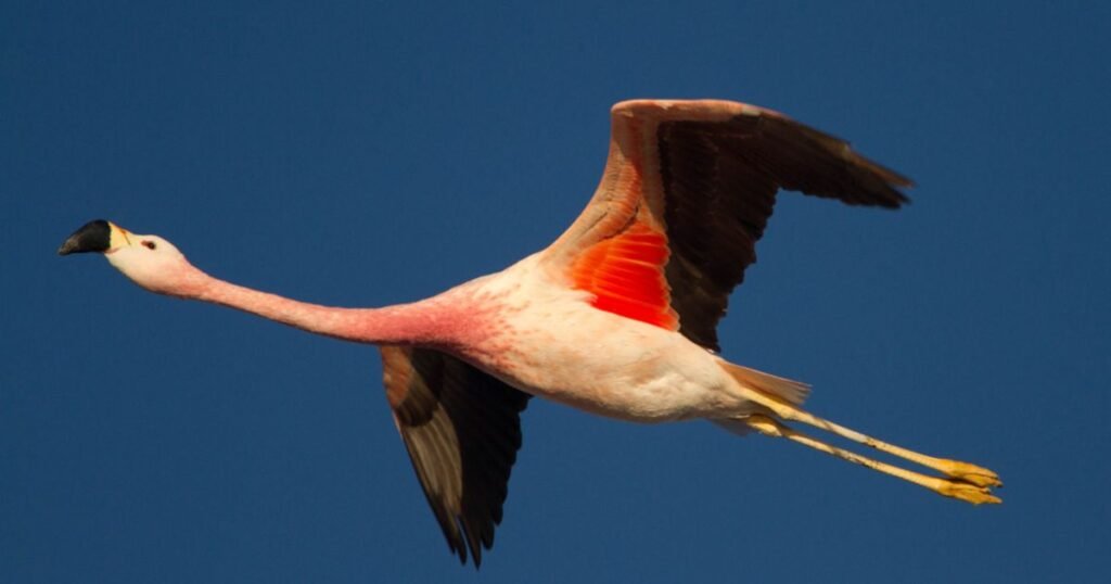 Are flamingos intelligent