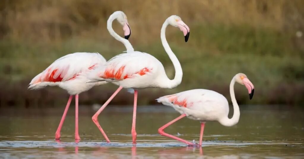 Are flamingos wise