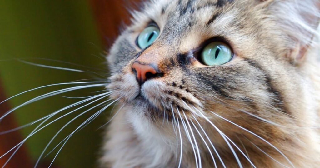 Cats are whiskers hair