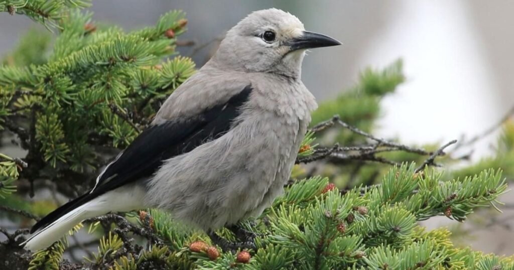 Clark’s Nutcracker Birds That Are Most Intelligent