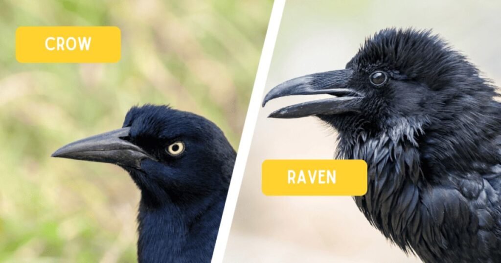 Crows and Ravens
