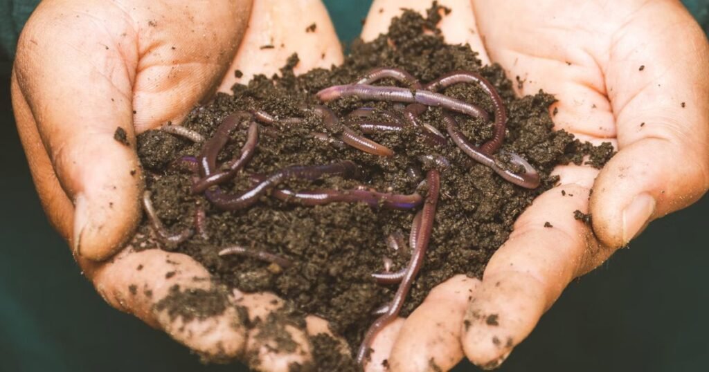 Earthworms Animals With No Legs