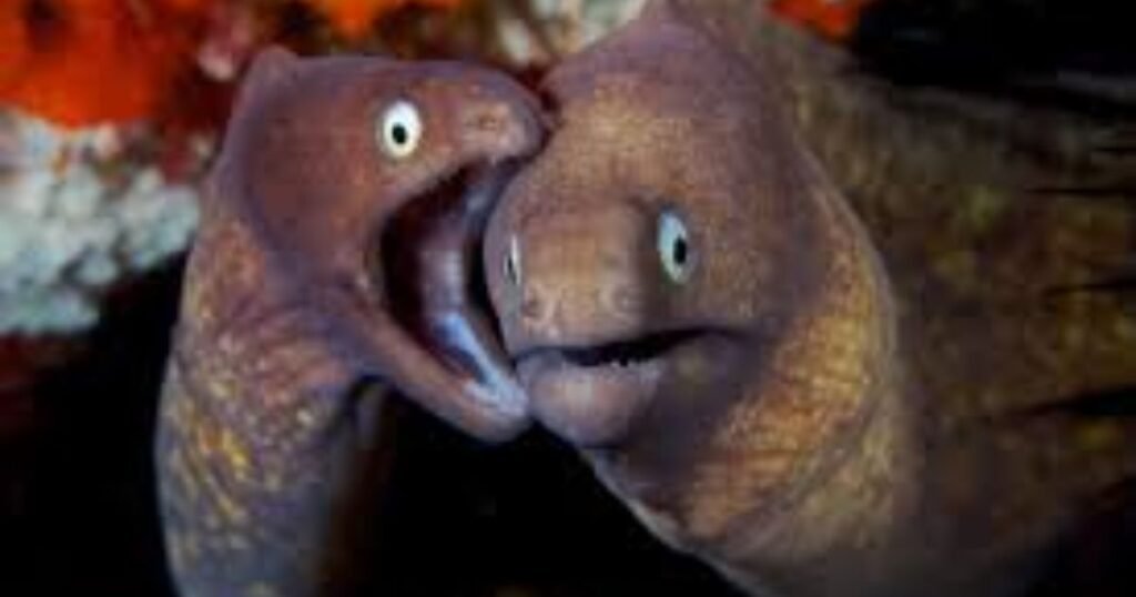 Eels Animals With No Legs