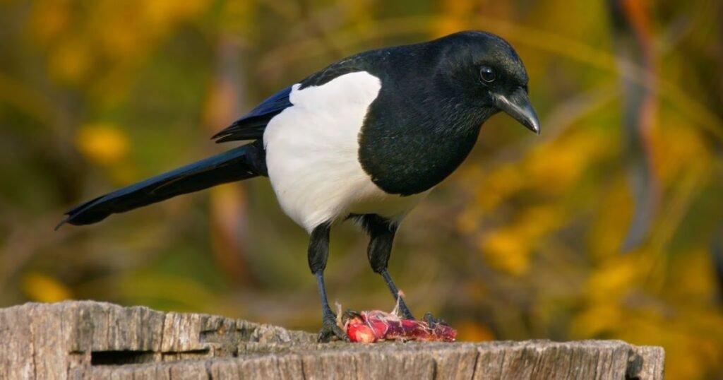 Eurasian Magpie Birds That Are Most Intelligent