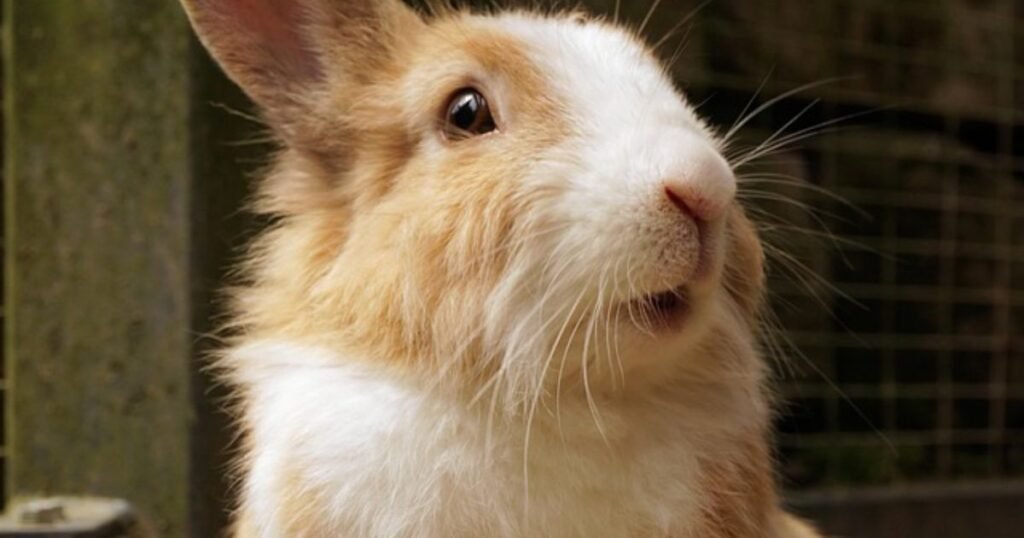 European rabbit are whiskers hair