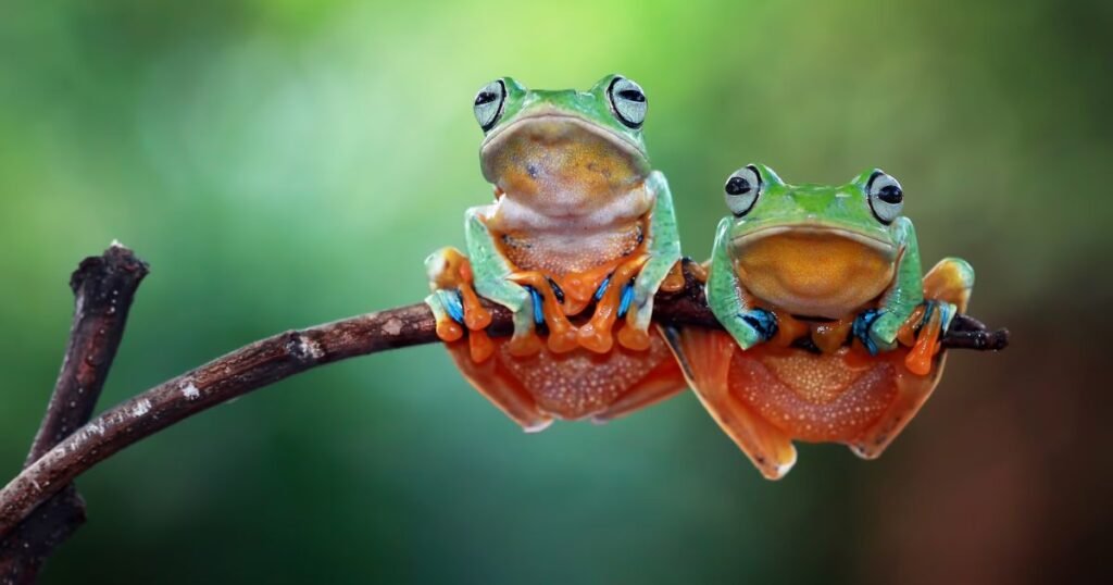 Frogs jumping animals