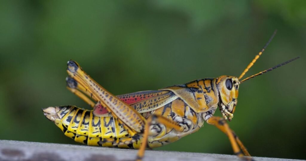 Grasshoppers hop animals name with pictures