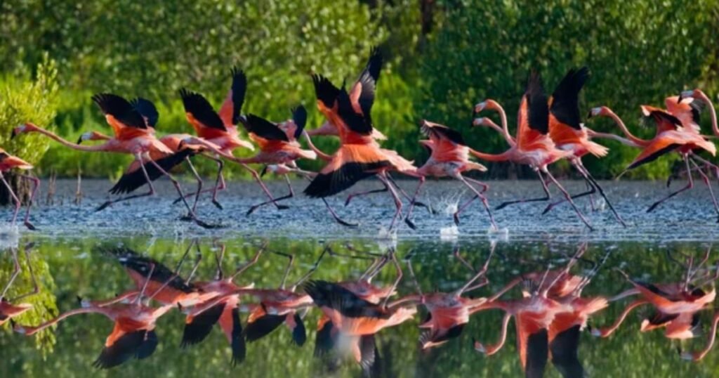 How smart are flamingos