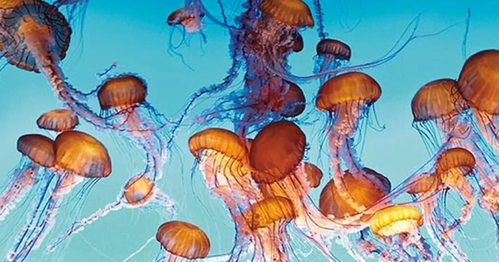 Jellyfish an animal with no legs