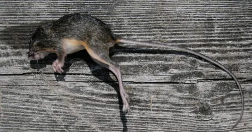 Jumping Mice jumping animals name