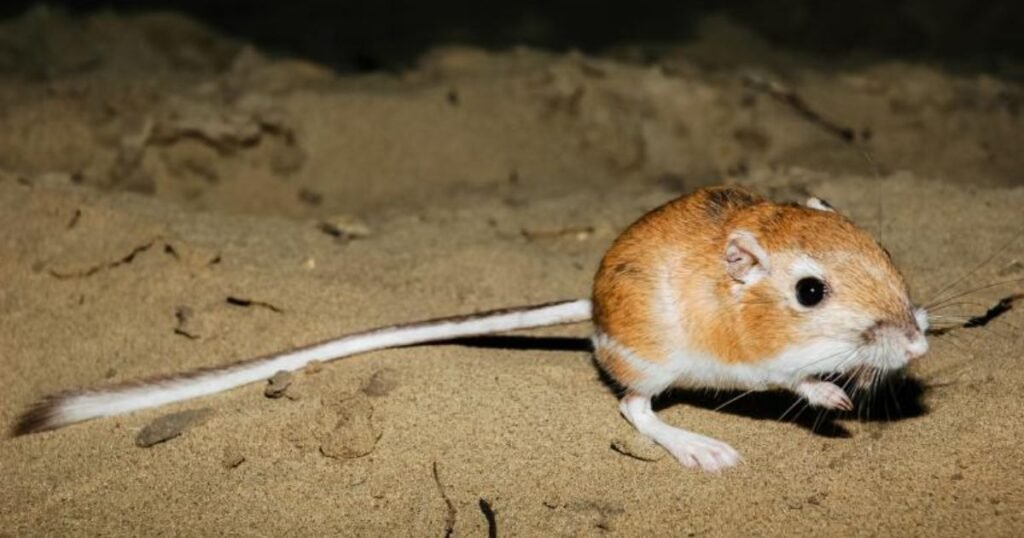 Kangaroo rats jumping animals name