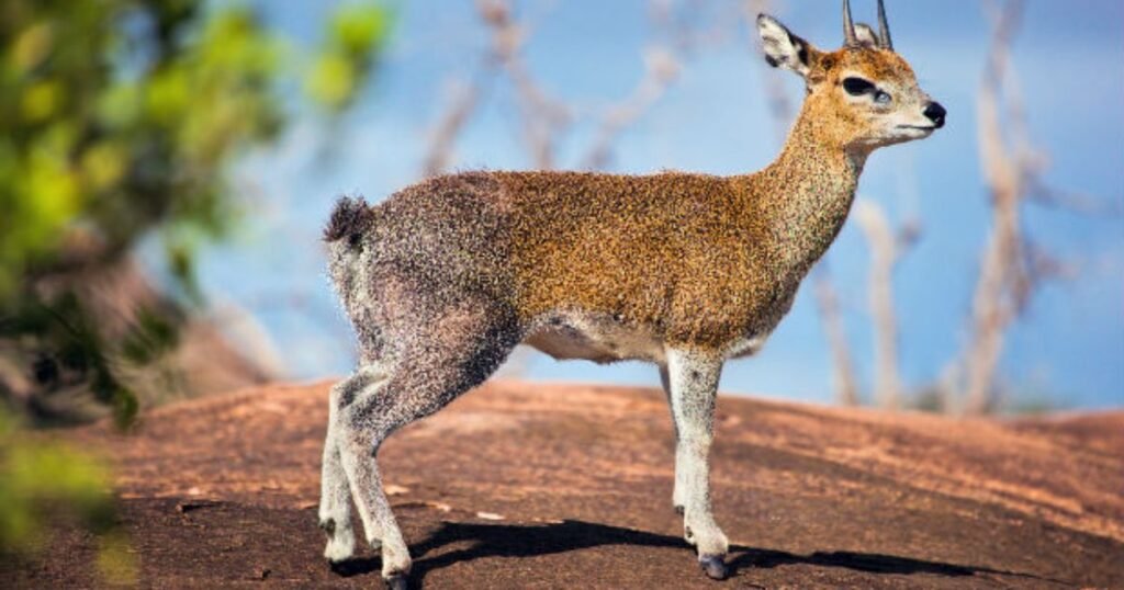 Klipspringer can animals get down syndrome