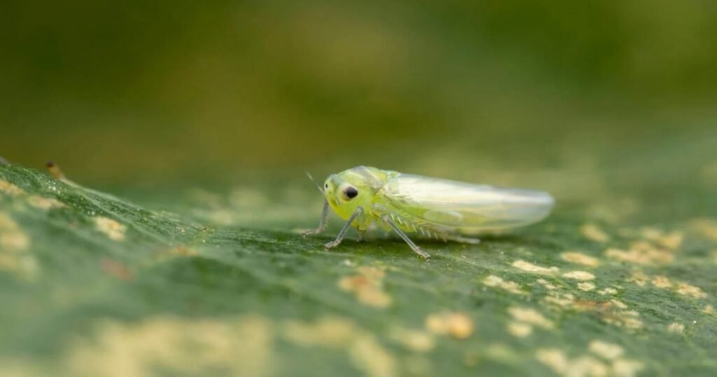 Leafhoppers jumping animals