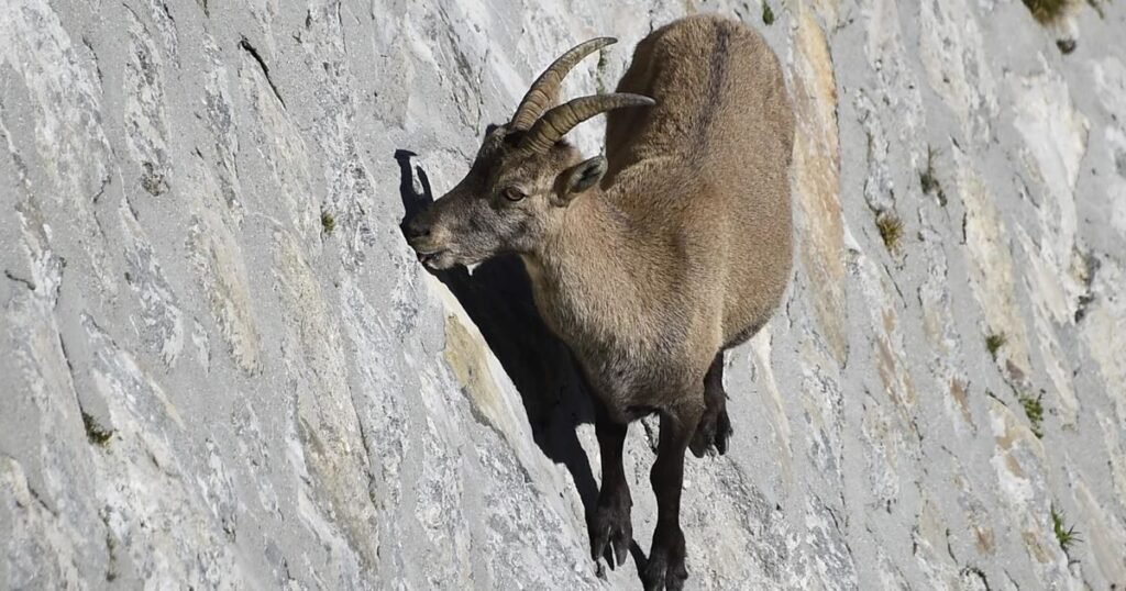 Mountain goat jumping animals