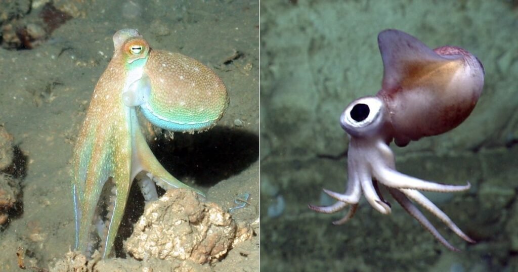 Octopuses an animal with no legs