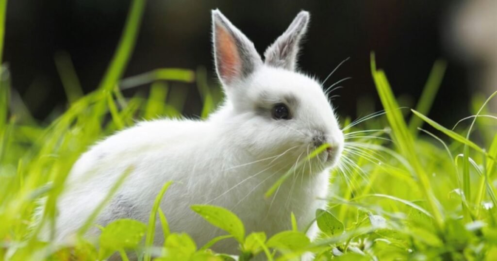 Rabbits jumping animals