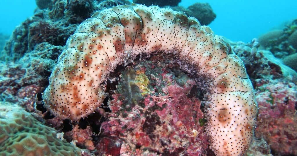 Sea Cucumbers Animals With No Legs
