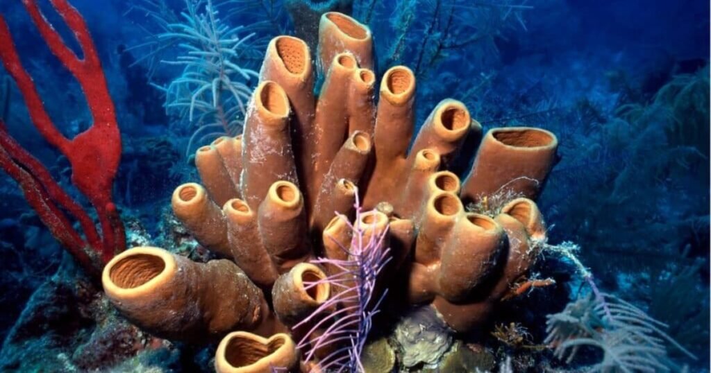 Sponges Animals With No Legs