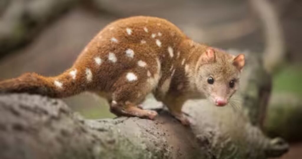Spotted Tail Quoll Animals That Have Spots On Their Body