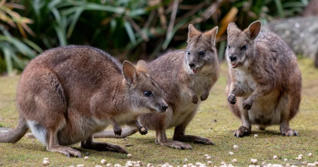 Wallabies jump animals name