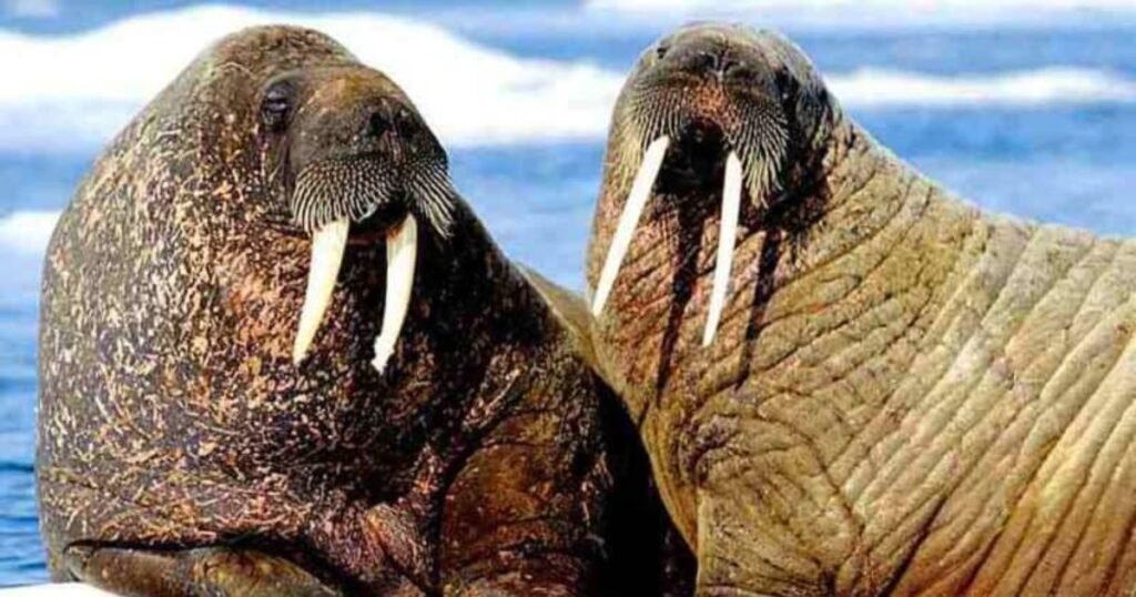 Walruses Animals With No Legs
