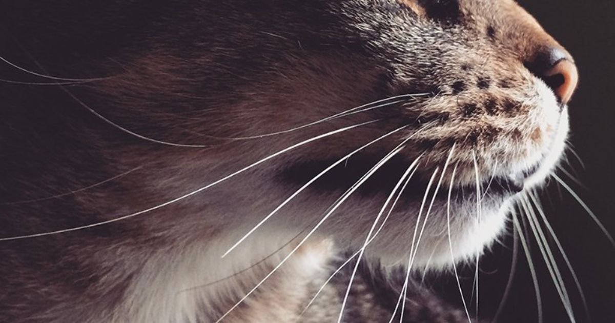 What Animals Have Whiskers
