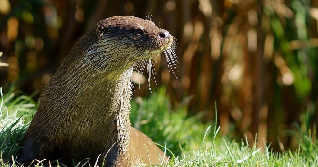 Whiskers Otter are whiskers hair