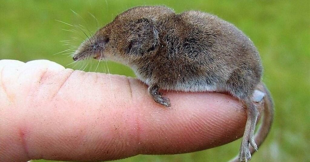 what are whiskers in Etruscan shrew