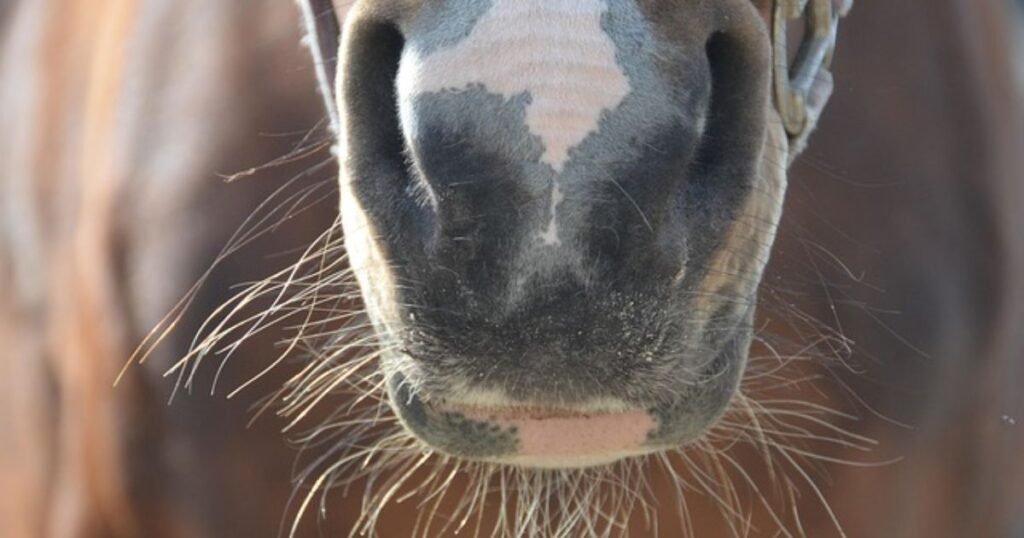 what are whiskers in Horse