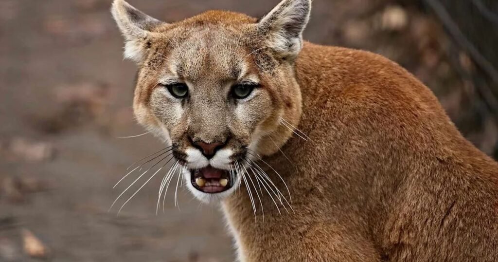 what are whiskers in Mountain lion