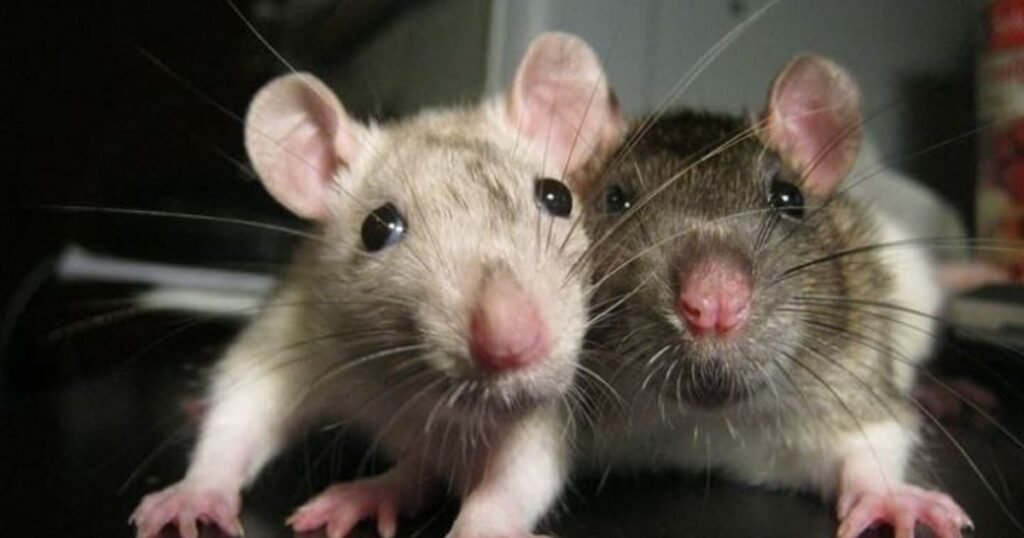 what are whiskers in Rat