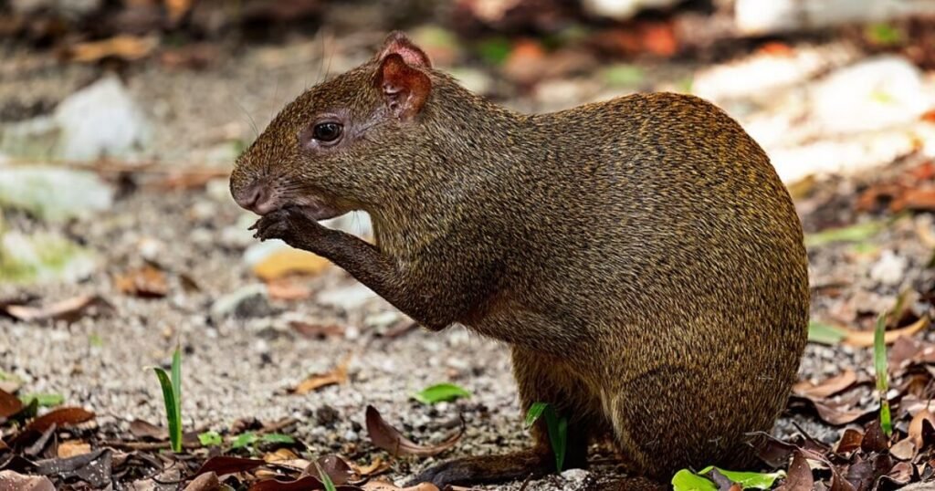 Agouti animals similar to muskrat