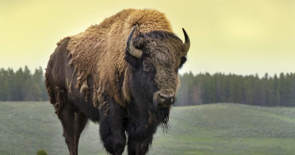 American Bison Muscular Animal