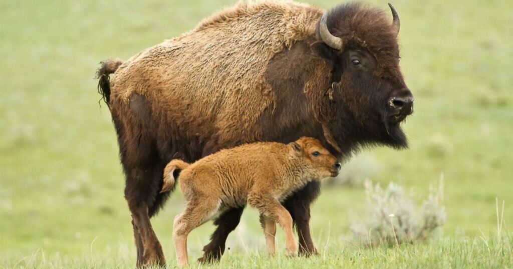 American Bison as animal with the biggest forehead