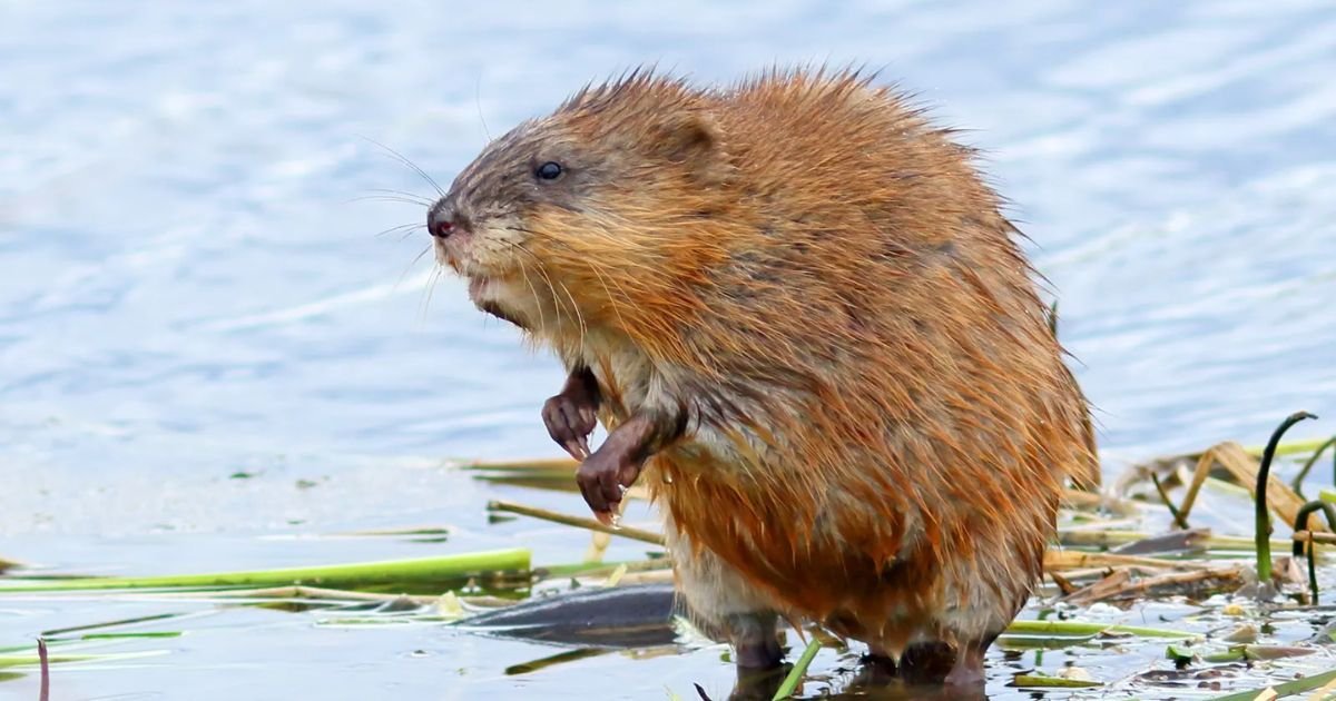 Animals That Look Like Muskrats